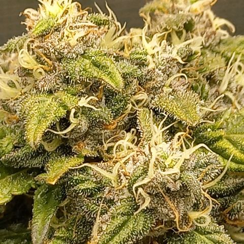 Blueberry Automatic growlog timeline photo