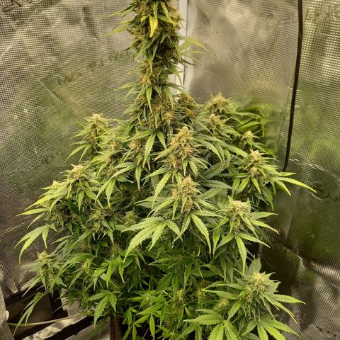 Blueberry Automatic growlog timeline photo