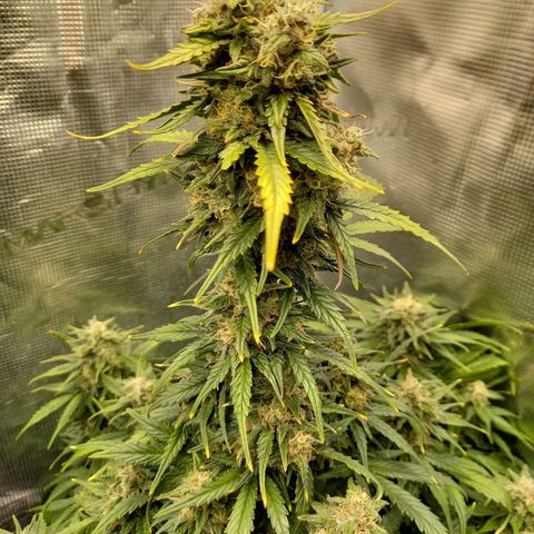 Blueberry Automatic growlog timeline photo