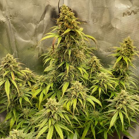 Northern Lights Automatic growlog timeline photo