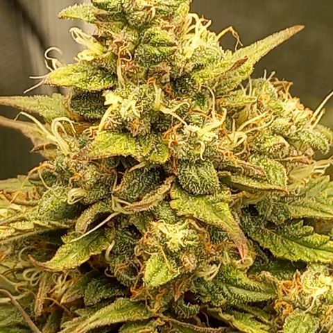 Northern Lights Automatic growlog timeline photo
