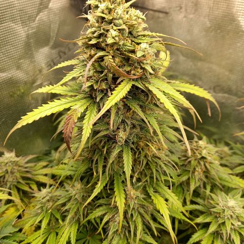 Northern Lights Automatic growlog timeline photo