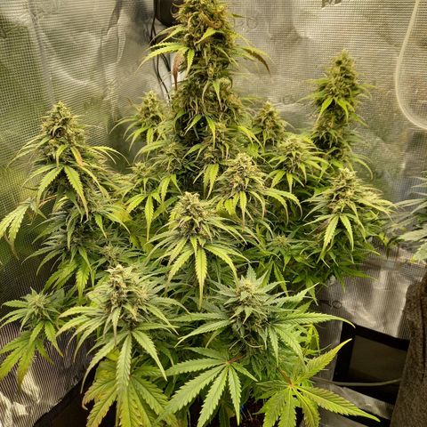 Northern Lights Automatic growlog timeline photo
