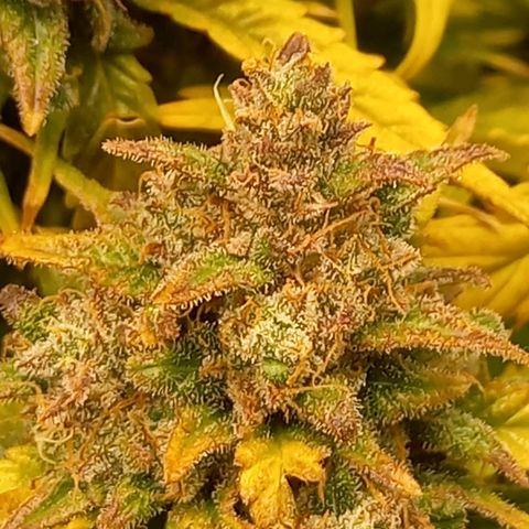 Blueberry Automatic growlog timeline photo