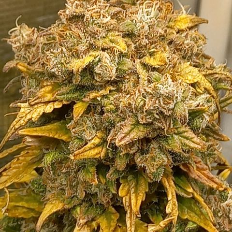 Blueberry Automatic growlog timeline photo