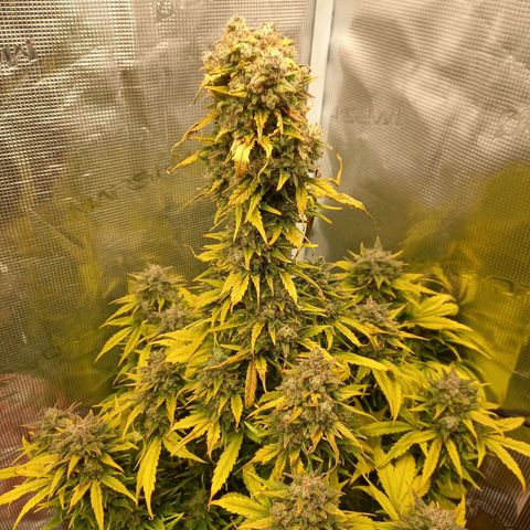 Blueberry Automatic growlog timeline photo