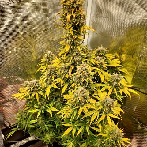 Blueberry Automatic growlog timeline photo