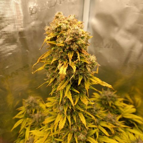 Blueberry Automatic growlog timeline photo