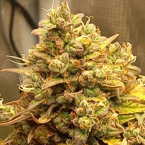 Northern Lights Automatic growlog timeline photo