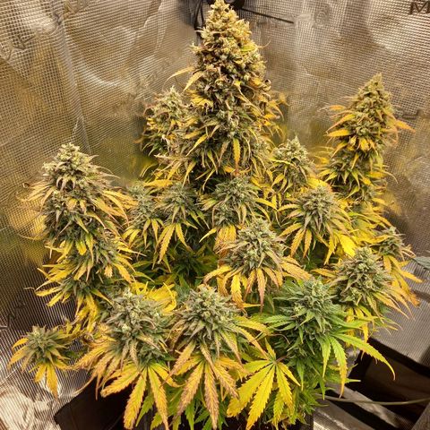 Northern Lights Automatic growlog timeline photo