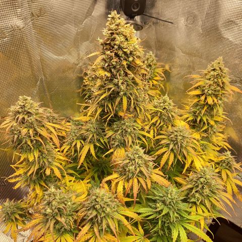 Northern Lights Automatic growlog timeline photo