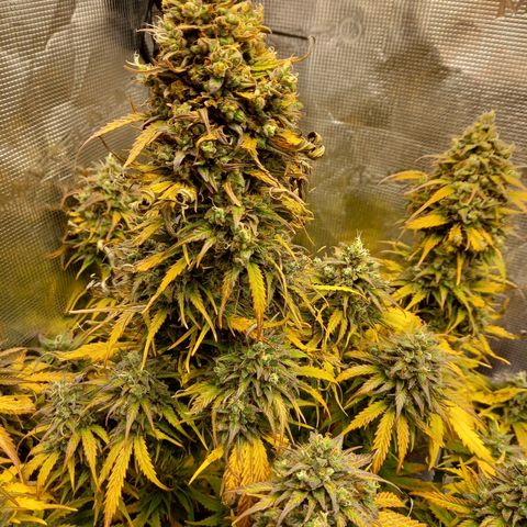 Northern Lights Automatic growlog timeline photo