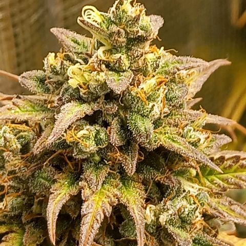Northern Lights Automatic growlog timeline photo