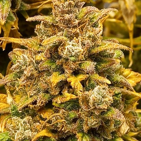 Blueberry Automatic growlog timeline photo