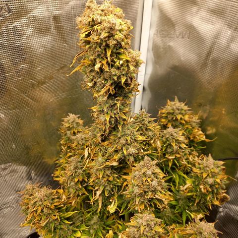 Blueberry Automatic growlog timeline photo