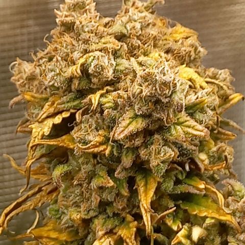 Blueberry Automatic growlog timeline photo