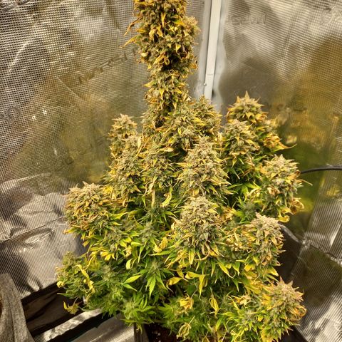 Blueberry Automatic growlog timeline photo