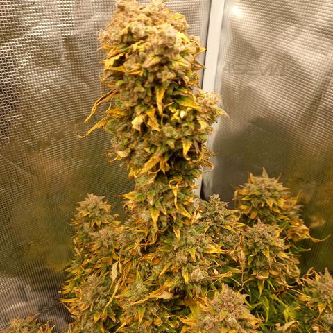 Blueberry Automatic growlog timeline photo