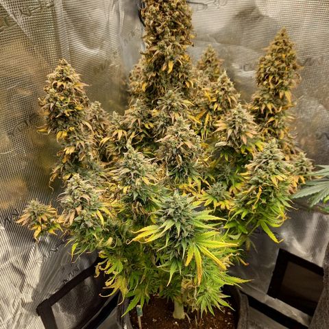 Northern Lights Automatic growlog timeline photo