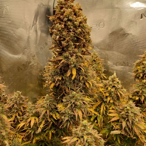 Northern Lights Automatic growlog timeline photo