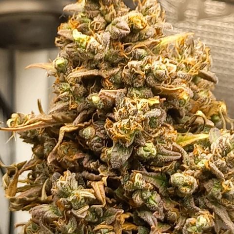 Northern Lights Automatic growlog timeline photo