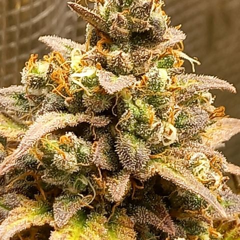 Northern Lights Automatic growlog timeline photo