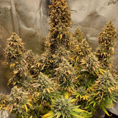Northern Lights Automatic growlog timeline photo