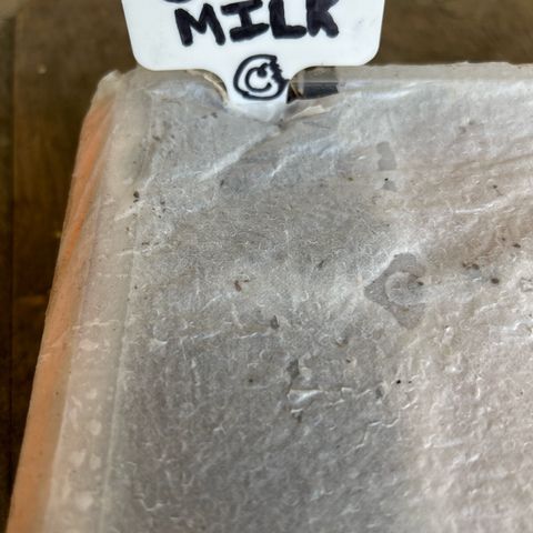 Cereal Milk growlog timeline photo