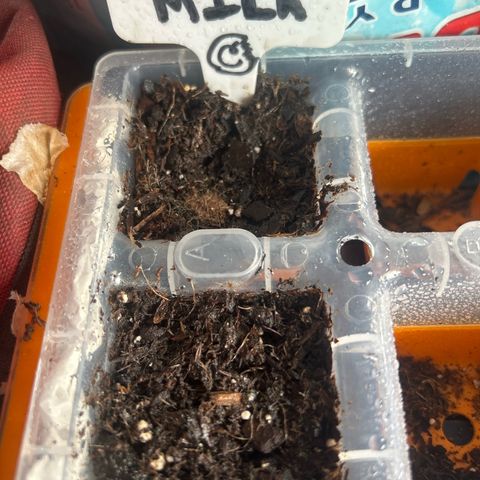 Cereal Milk growlog timeline photo