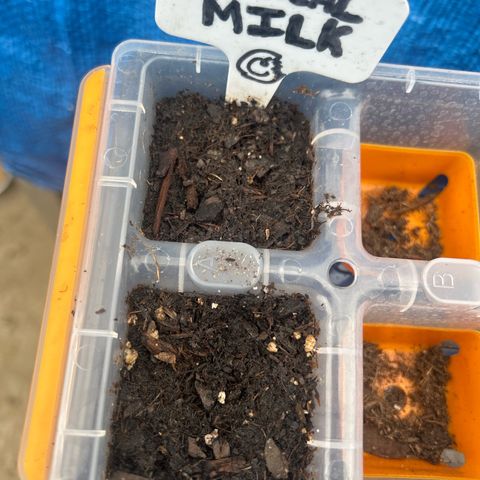 Cereal Milk growlog timeline photo