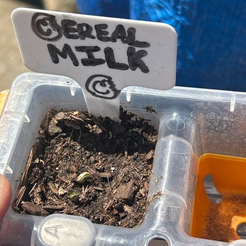 Cereal Milk growlog timeline photo