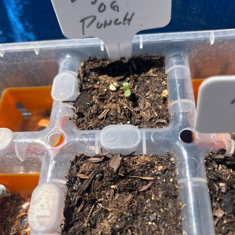 Legendary OG Punch growlog timeline photo