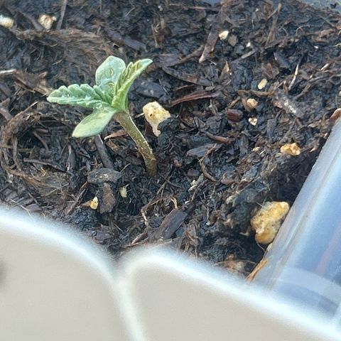 Legendary OG Punch growlog timeline photo