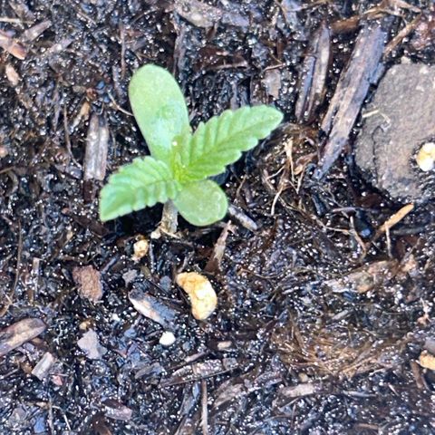 Legendary OG Punch growlog timeline photo
