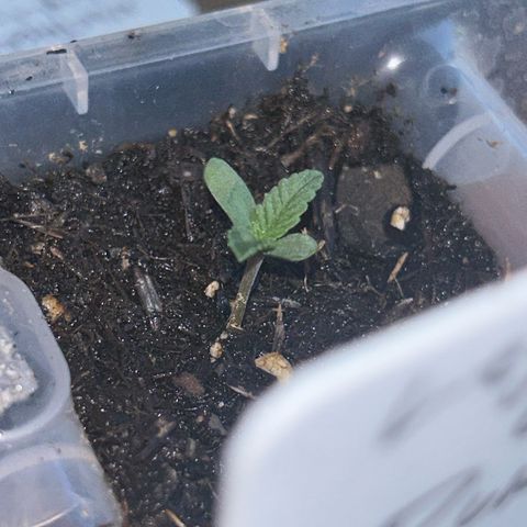 Legendary OG Punch growlog timeline photo