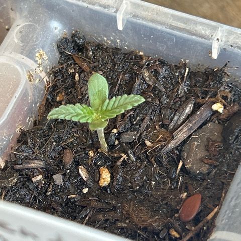 Legendary OG Punch growlog timeline photo