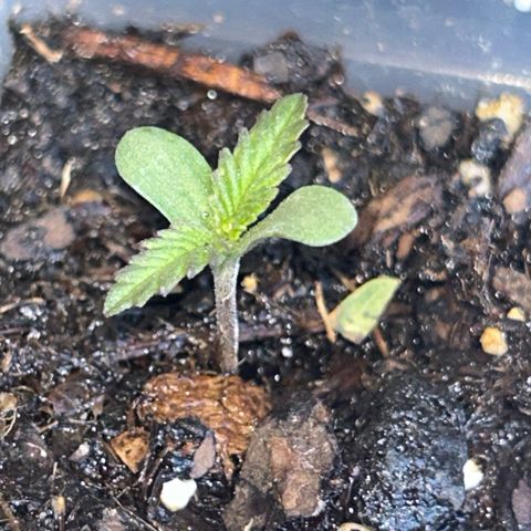 Cereal Milk growlog timeline photo