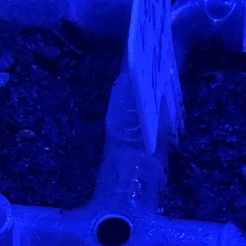 Legendary OG Punch growlog timeline photo