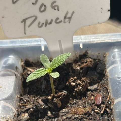 Legendary OG Punch growlog timeline photo