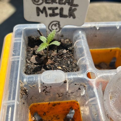 Cereal Milk growlog timeline photo