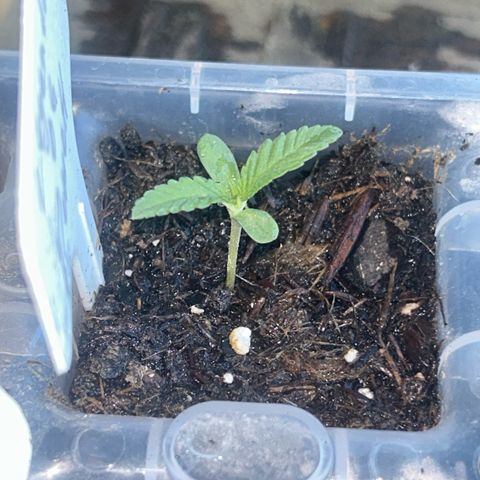 Legendary OG Punch growlog timeline photo
