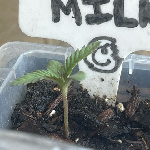 Cereal Milk growlog timeline photo