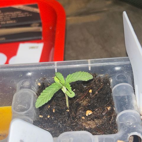 Legendary OG Punch growlog timeline photo
