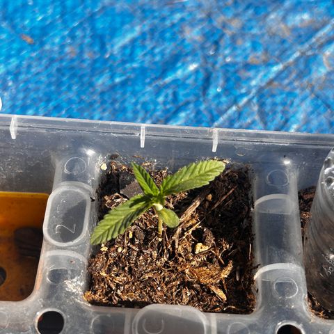 Legendary OG Punch growlog timeline photo