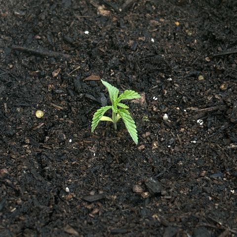 Legendary OG Punch growlog timeline photo
