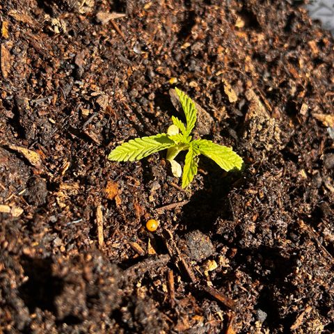 Legendary OG Punch growlog timeline photo