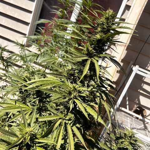 Legendary OG Punch growlog timeline photo