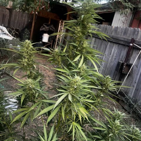 Legendary OG Punch growlog timeline photo