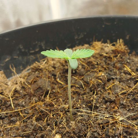 GG #2 growlog timeline photo