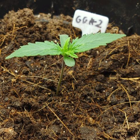 GG #2 growlog timeline photo
